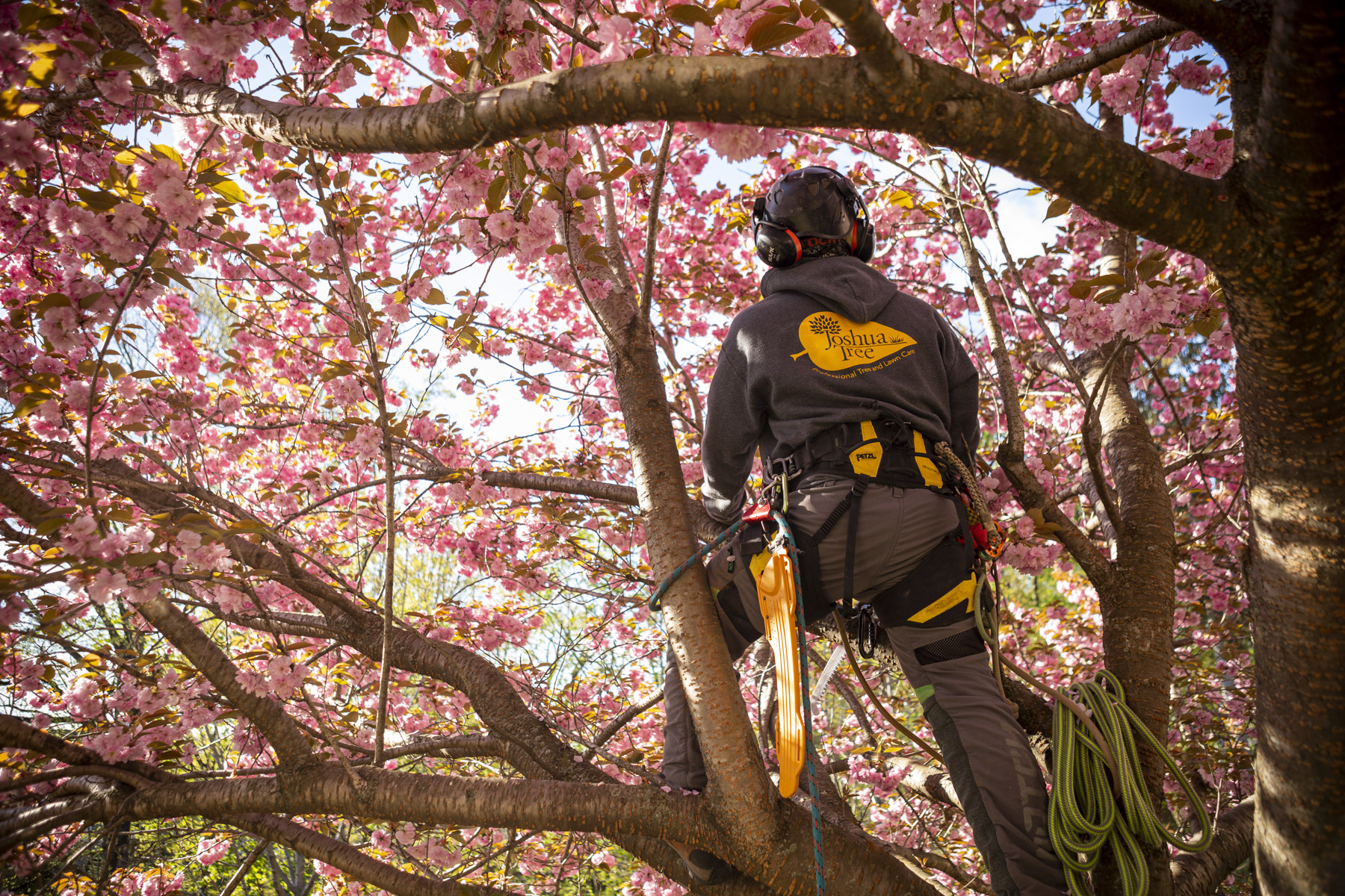 Arborist Jobs Why Climber & Groundsman Jobs Can Be Great Career Options